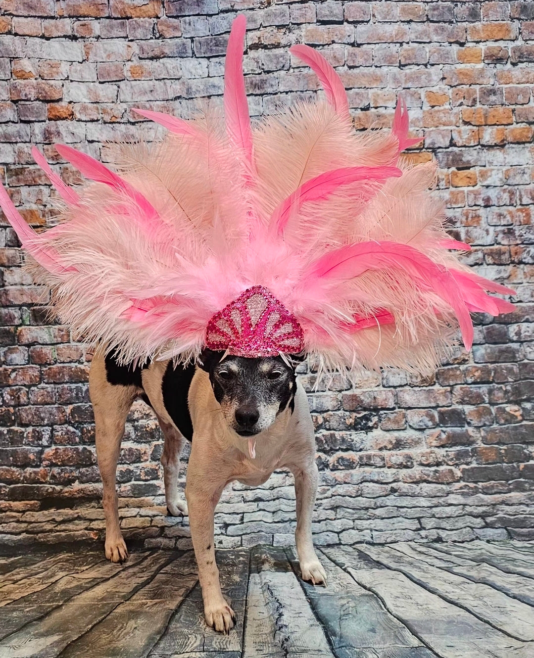 Pink Feather pet head piece, feather pet headdress, showgirl pet head dress
