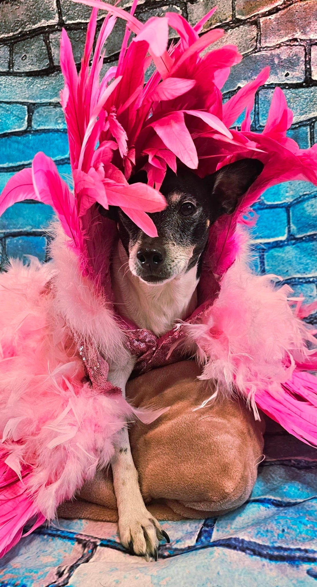 Couture feather sequin pet dress, Gala Pet Costume, Pink feather pet dress