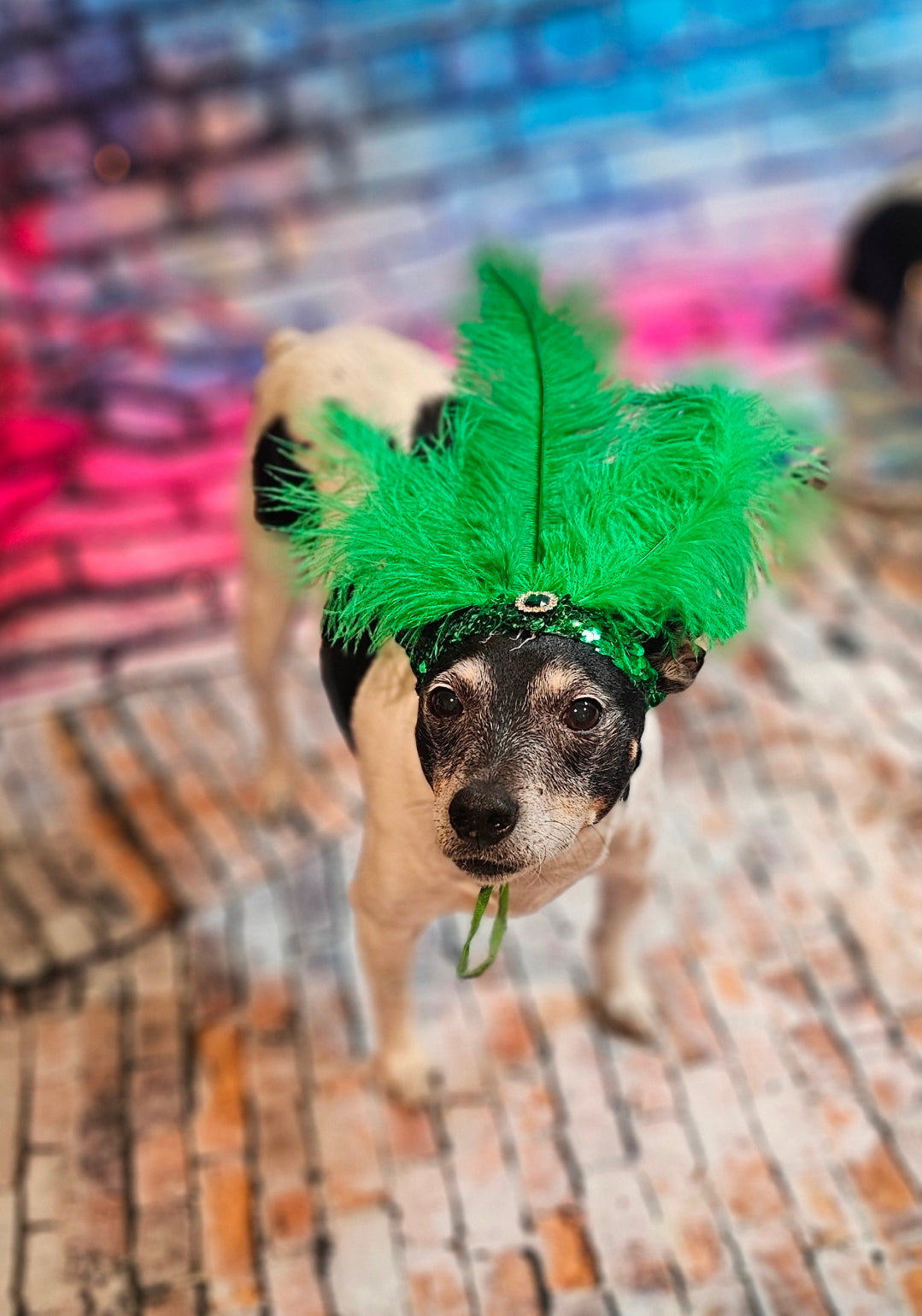 Flapper feather Pet head piece, flapper sequin feather pet head band, flapper pet costume