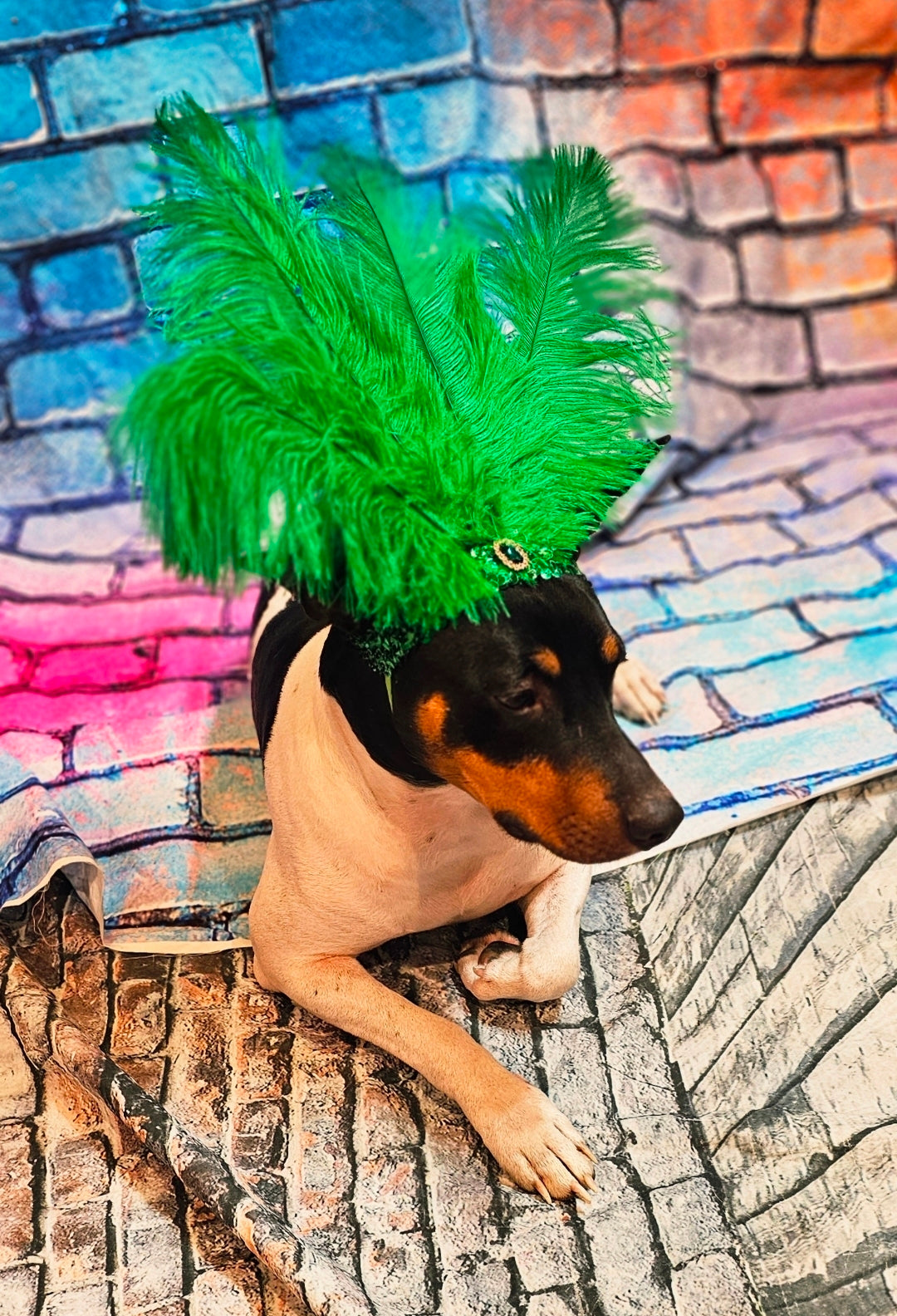 Flapper feather Pet head piece, flapper sequin feather pet head band, flapper pet costume