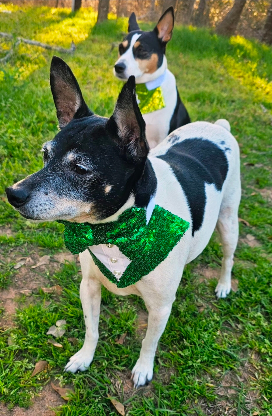 Sequin pet tux bandana, Sequin tux dog bandana, Sequin tux cat bandana