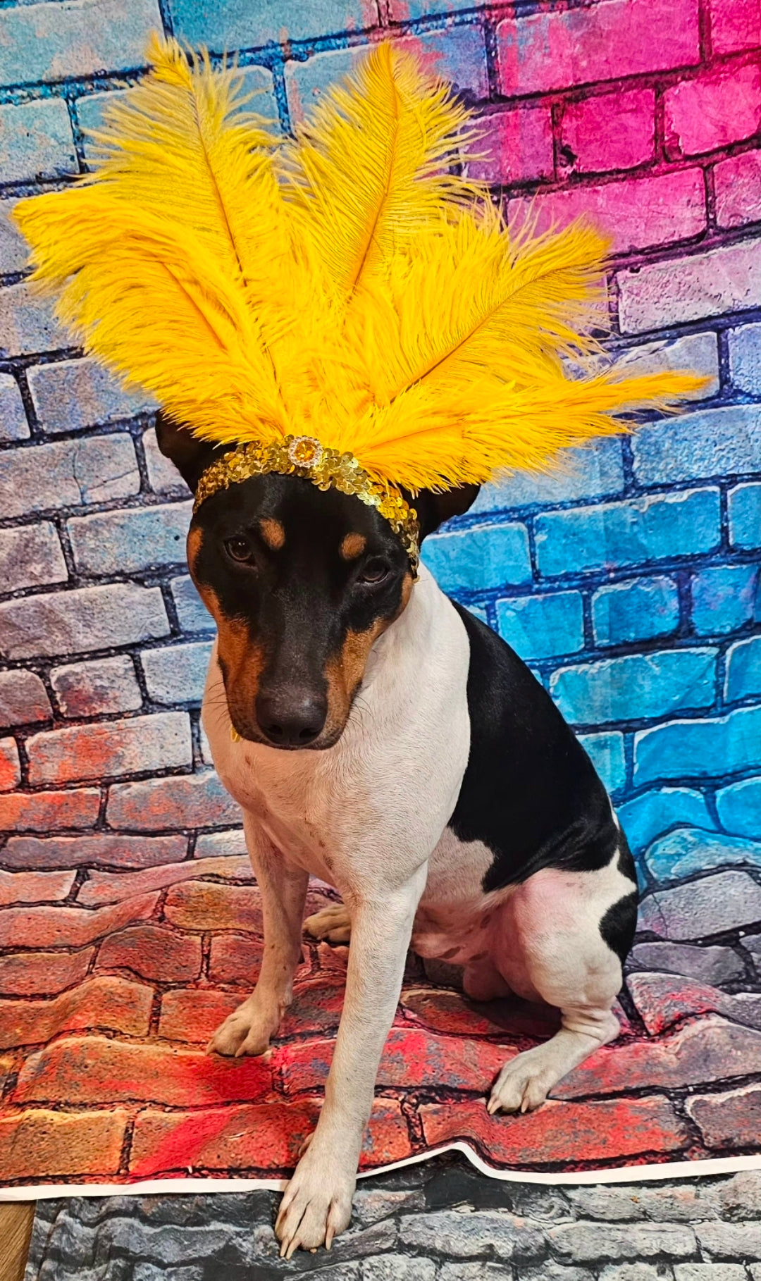 Flapper feather Pet head piece, flapper sequin feather pet head band, flapper pet costume