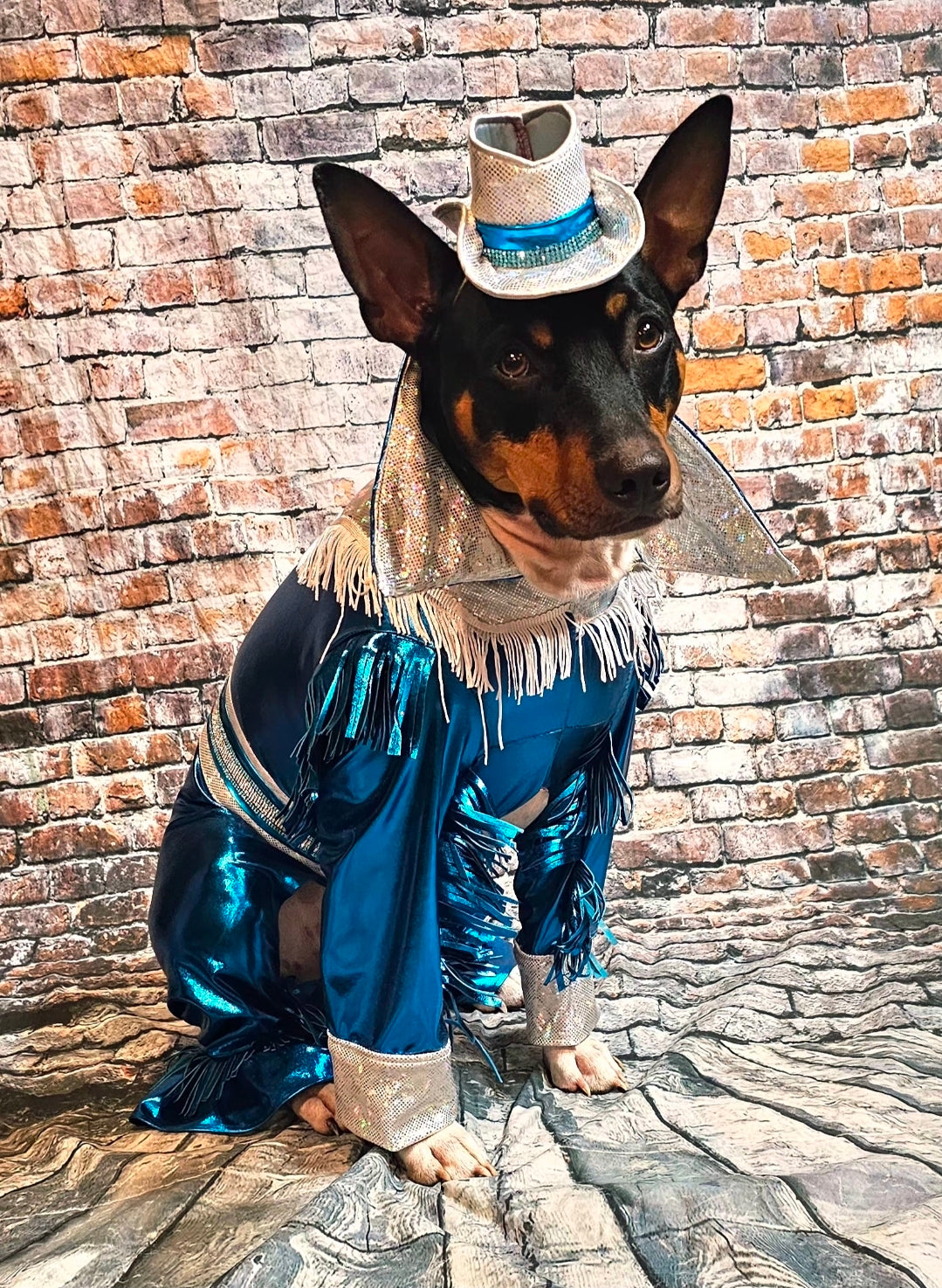 Metallic fringe country western pet body suit costume, fringe rhinestone pet costume, Rhinestone cowboy pet body suit