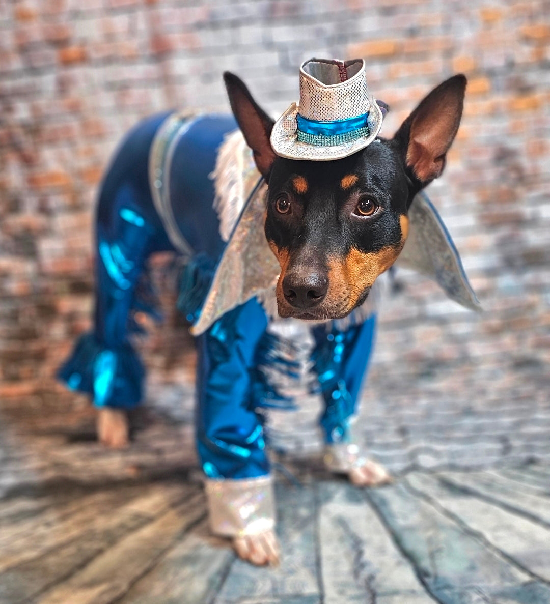 Metallic fringe country western pet body suit costume, fringe rhinestone pet costume, Rhinestone cowboy pet body suit
