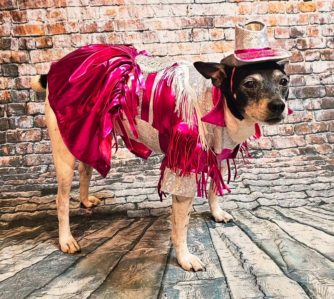 Metallic fringe country western pet dress costume, Rhinestone cowgirl fringe pet dress costume