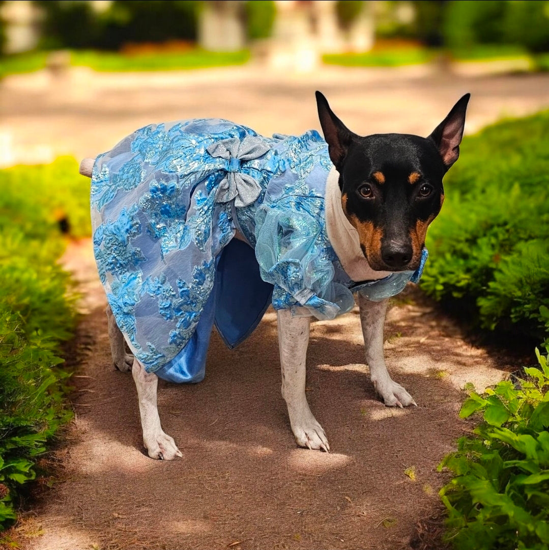 Brocade flower pet dress, Bridgerton inspired pet dress