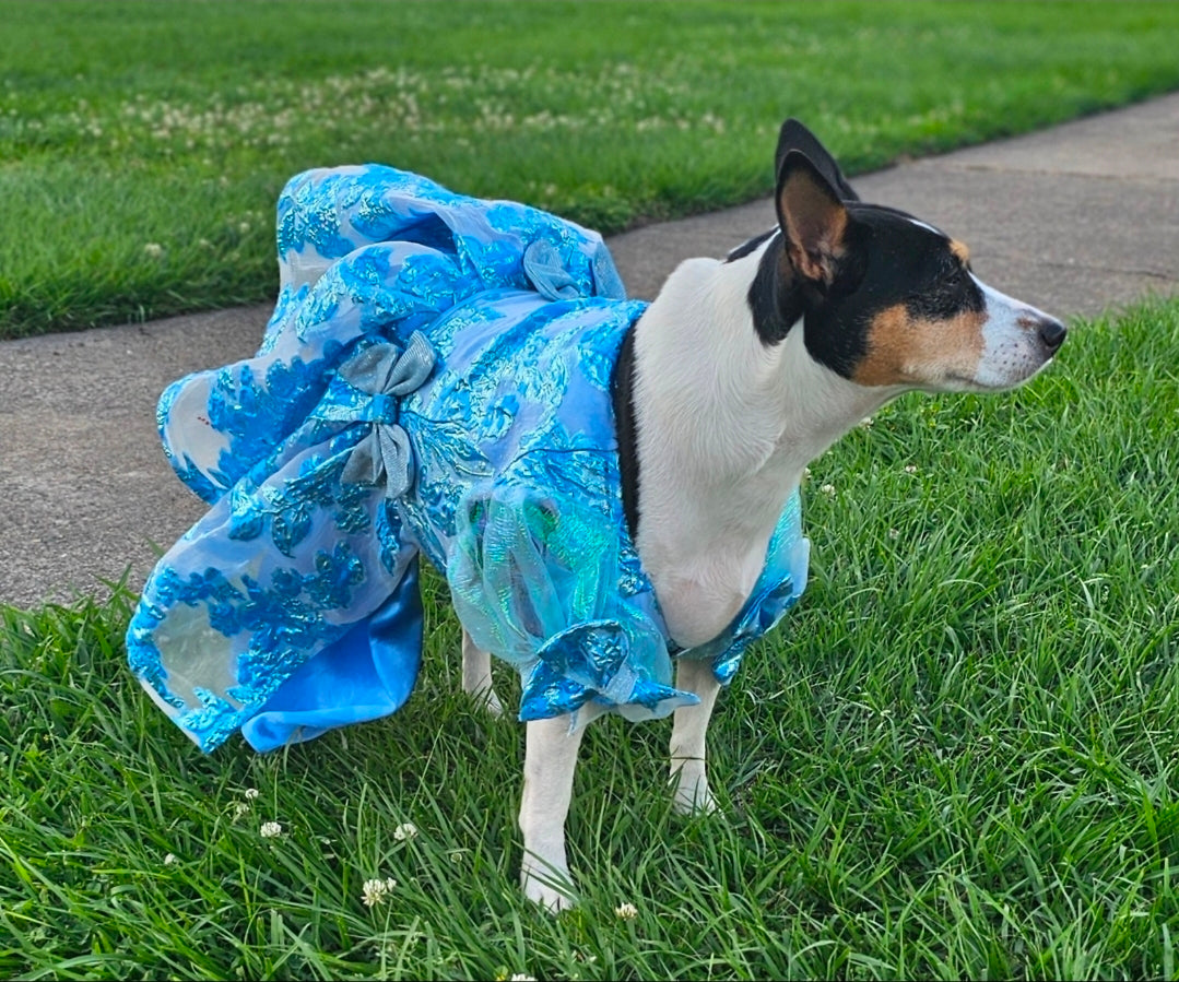 Brocade flower pet dress, Bridgerton inspired pet dress