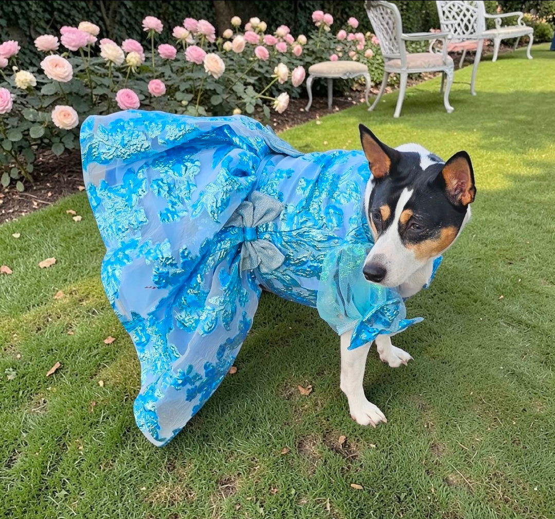 Brocade flower pet dress, Bridgerton inspired pet dress