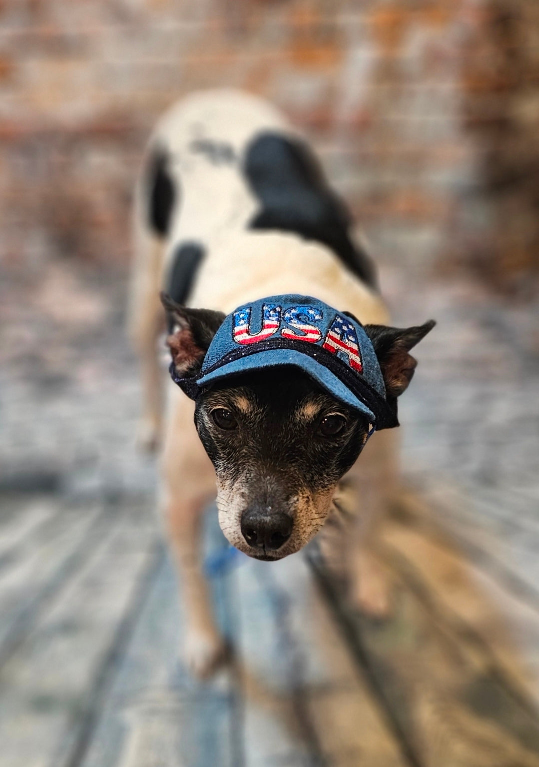 Patriotic Blue Jean pet hat, personalized pet hat, blue jean USA pet hat