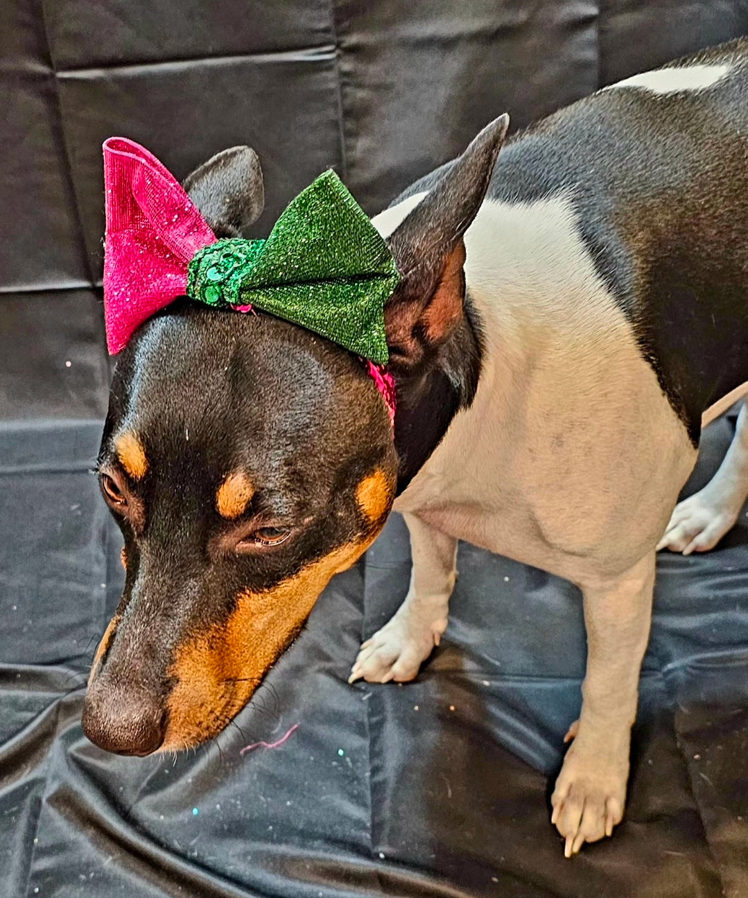 Glitter pet bow with sequin head band, pet bows
