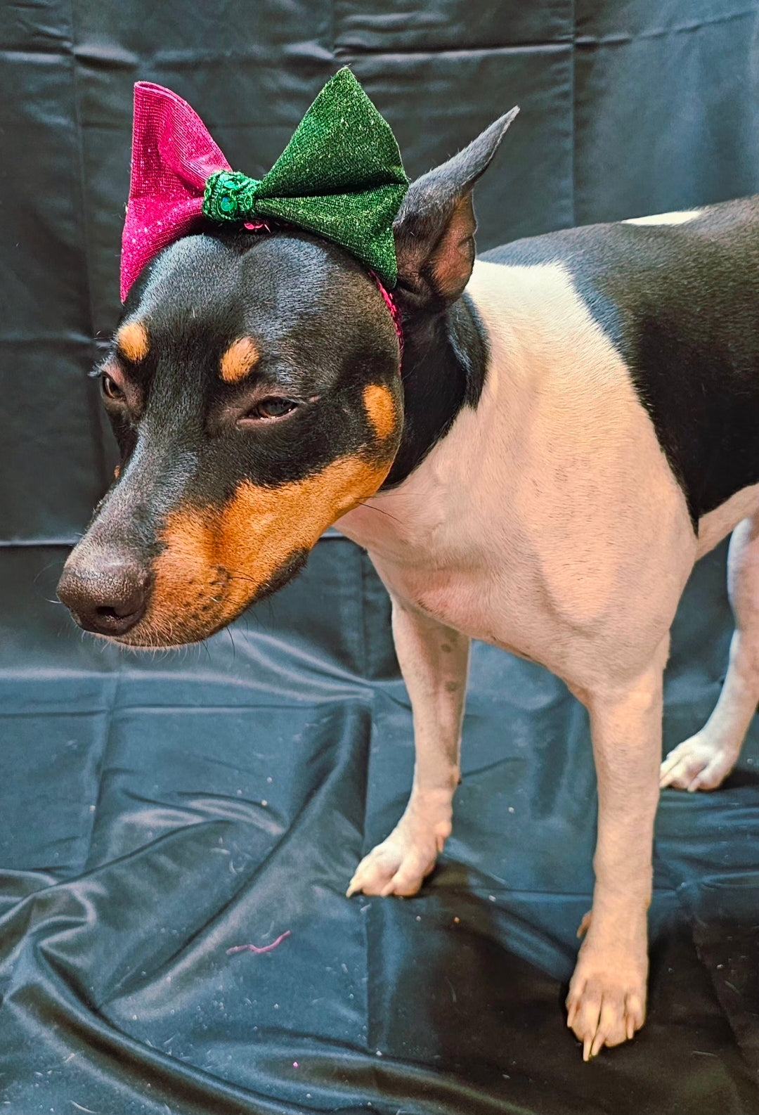 Glitter pet bow with sequin head band, pet bows