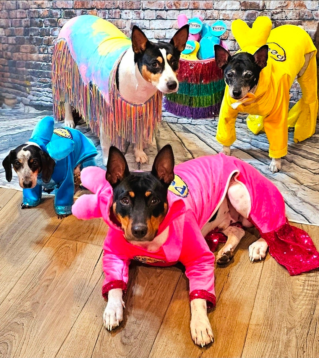 Tie-Dye tassel pet dress, Easter egg pet dress, 70s fringe pet costume, Tie-dye fringe pet costume, fringe dog costume, Tie dye cat dress