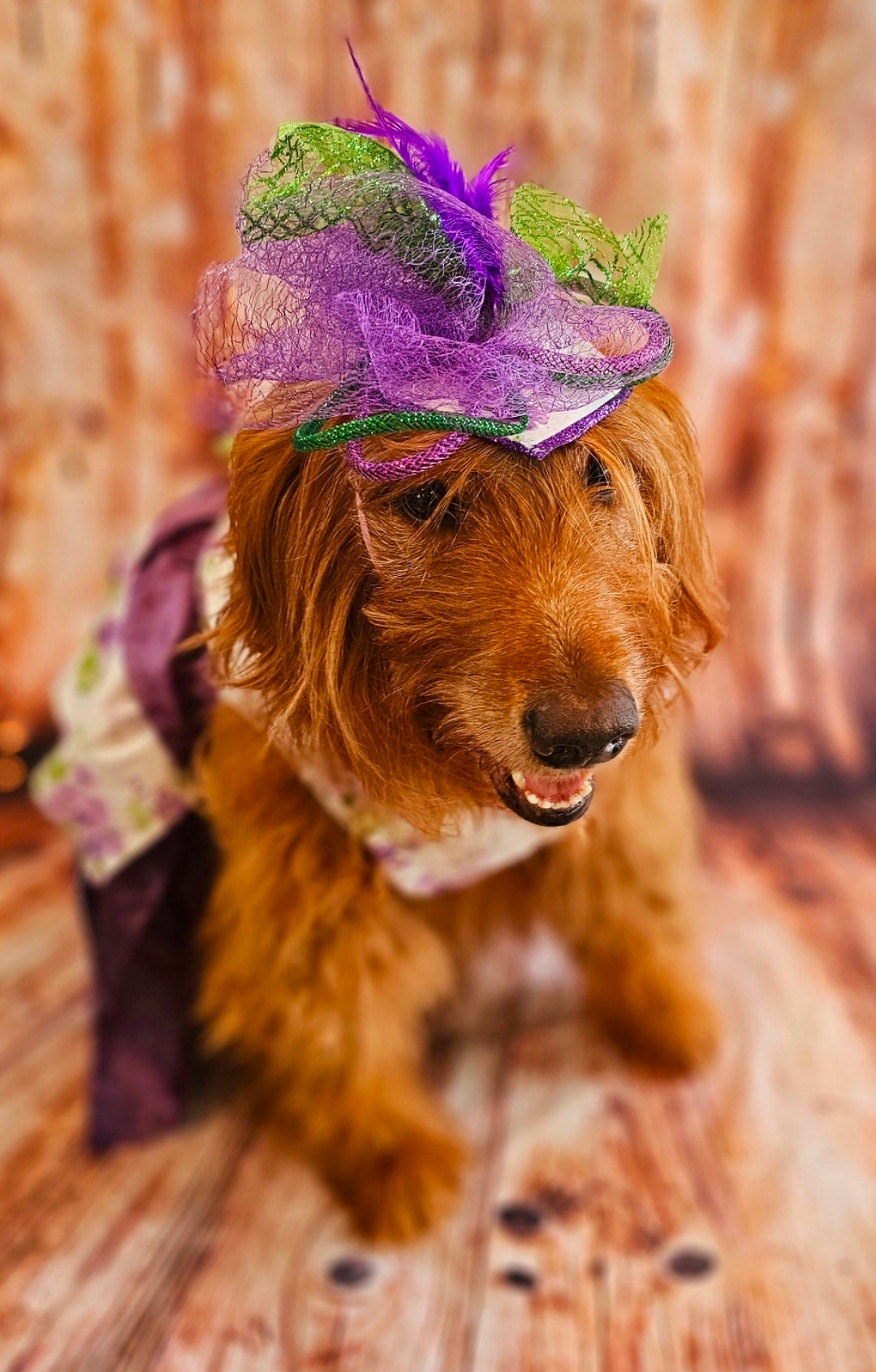 Kentucky derby pet hat and dress, Kentucky Derby dog hat and dress, Canine couture, Kentucky Derby pet costume
