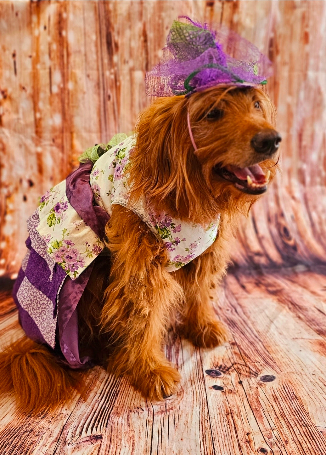 Kentucky derby pet hat and dress, Kentucky Derby dog hat and dress, Canine couture, Kentucky Derby pet costume