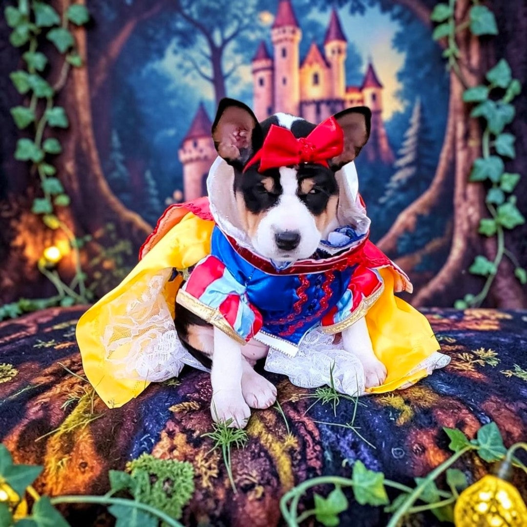Snow White Pet Costume, Snow White Dog Costume, Snow White Cat Costume