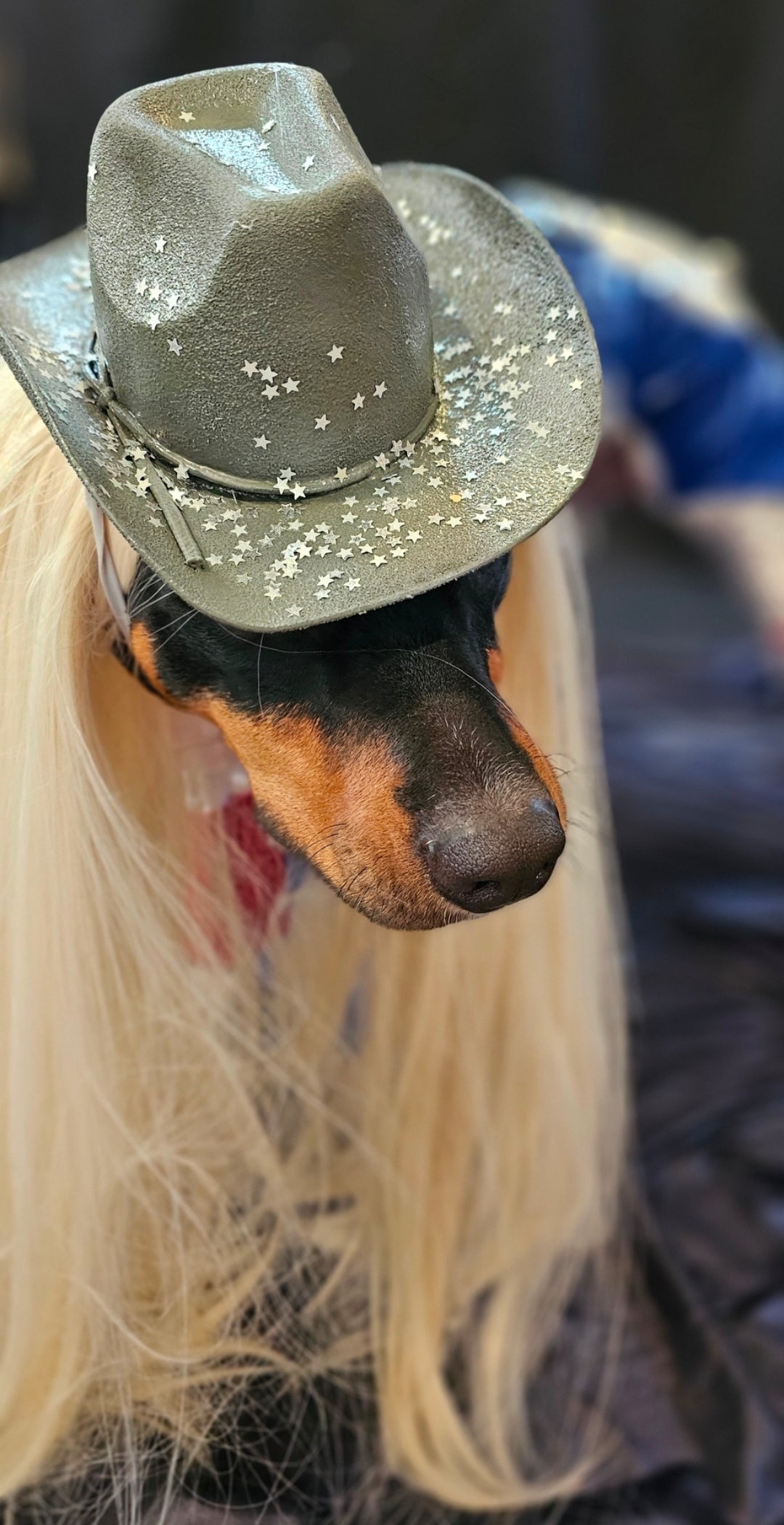 Beyonce pet costume, Beyonce dog costume, Cowboy carter pet costume