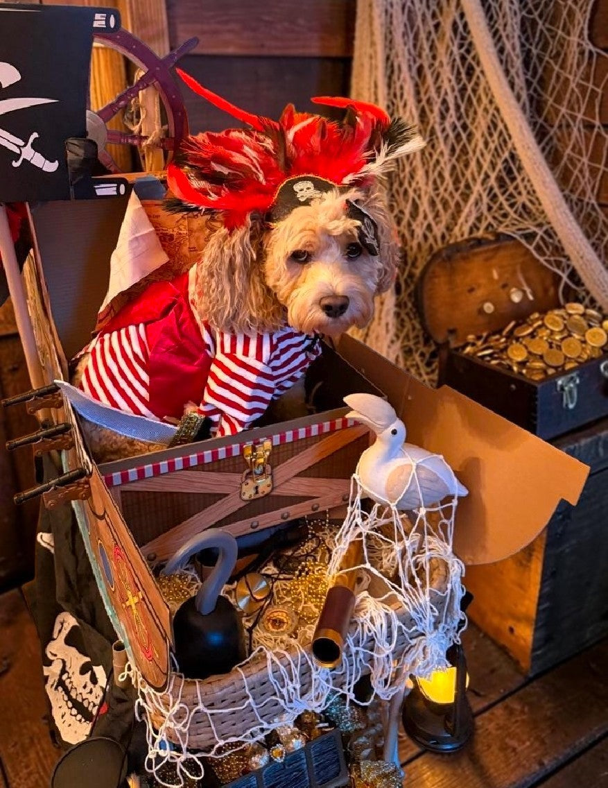 Pirate pet costume, Pirate dog Costume