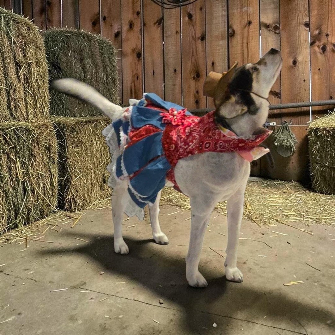 Western cowgirl pet dress, western cowgirl dog dress, western cowgirl cat costume