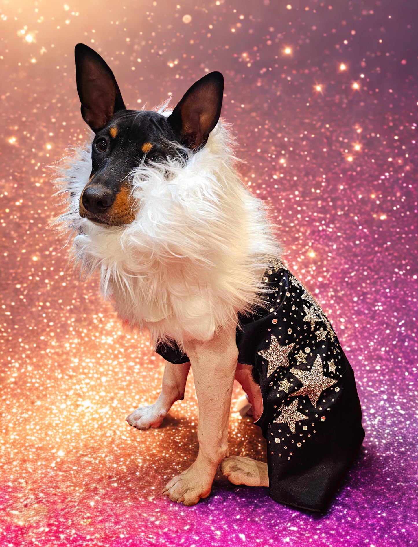 Midnight Era Pet costume, Taylor Swift Midnight Era pet costume,  Midnight Era dog costume, Midnight Era cat costume,  Taylor Swift midnight