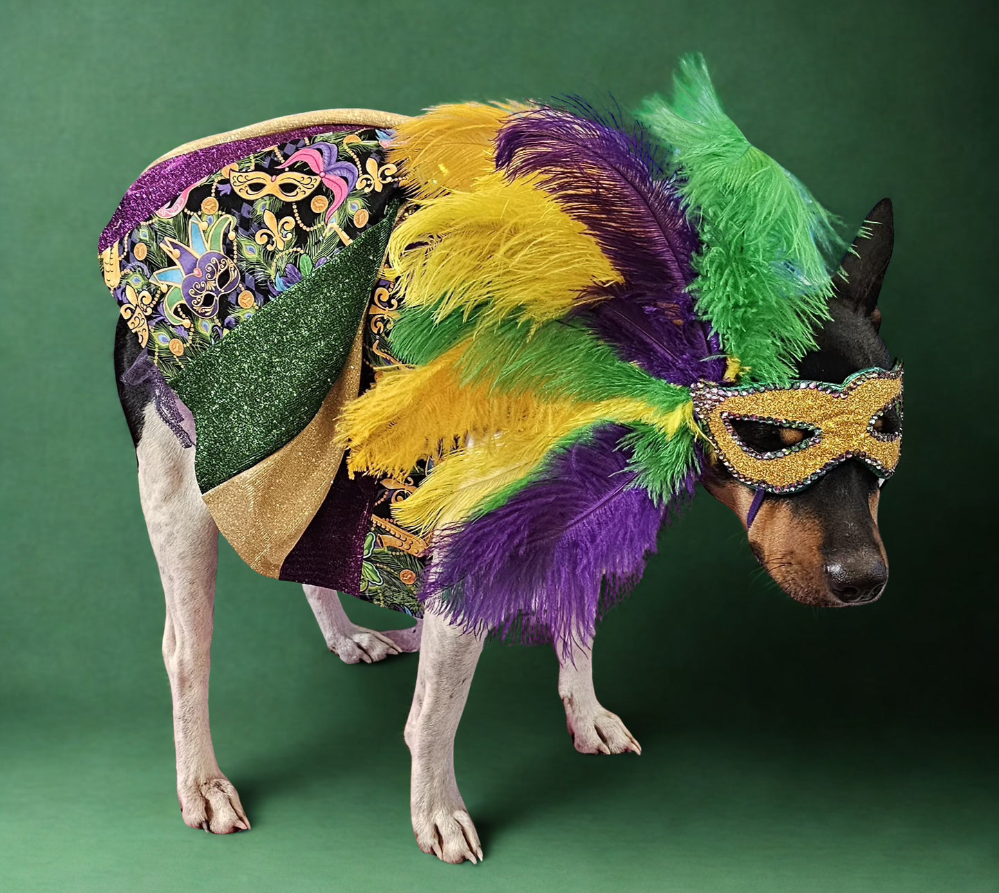 Mardi Gras Pet Masks, Mardi Gras Dog Mask, Fat Tuesday pet, feather pet mask