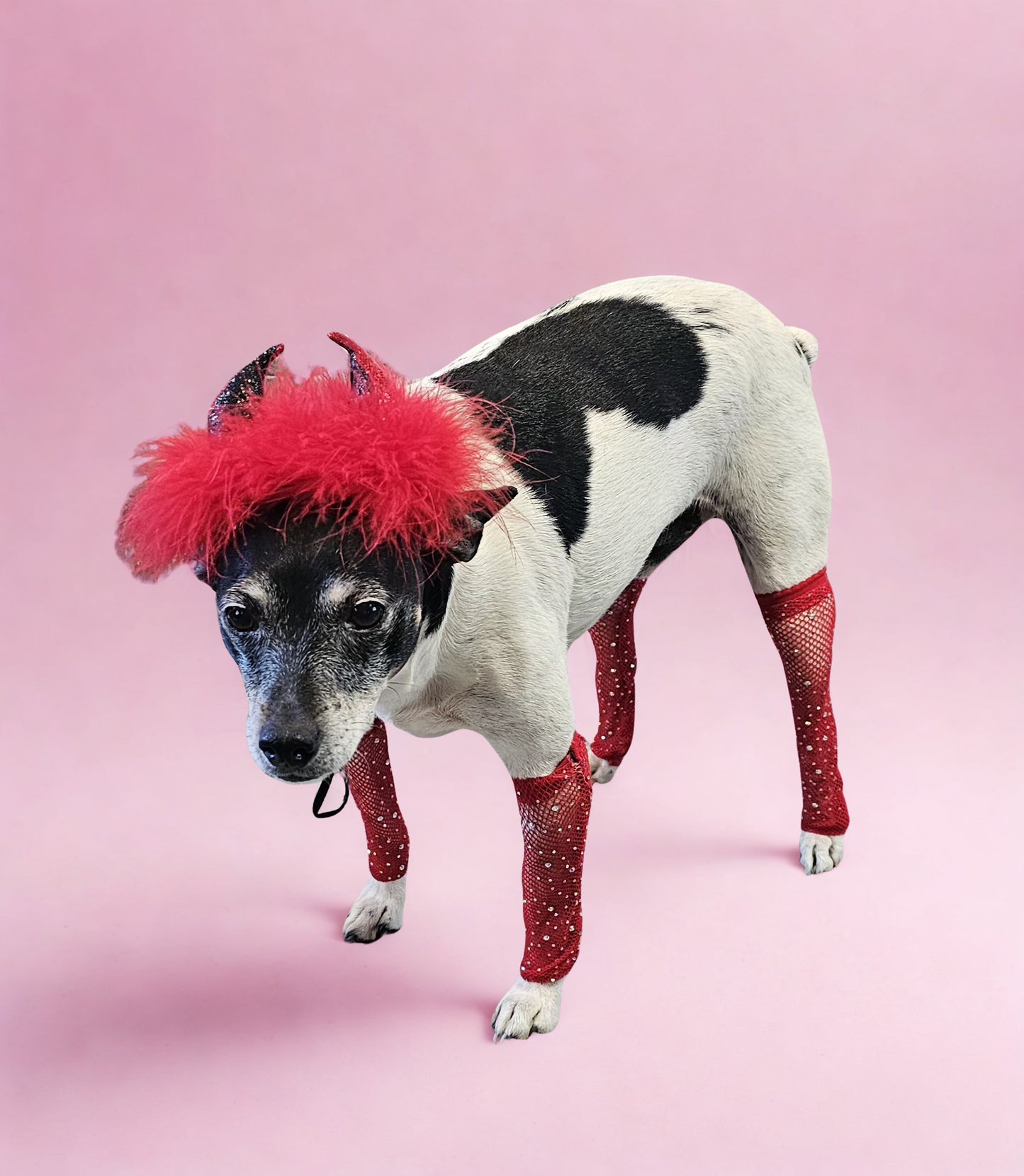 Fishnets for pets, dog fishnets, rhinestone fishnets for pets