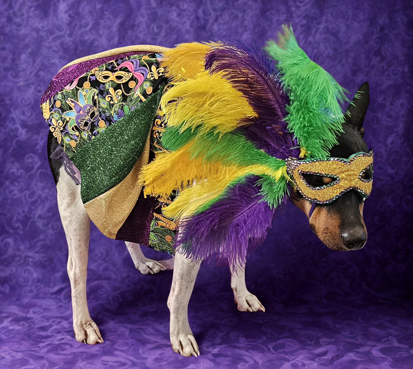 Mardi Gras Pet Masks, Mardi Gras Dog Mask, Fat Tuesday pet, feather pet mask