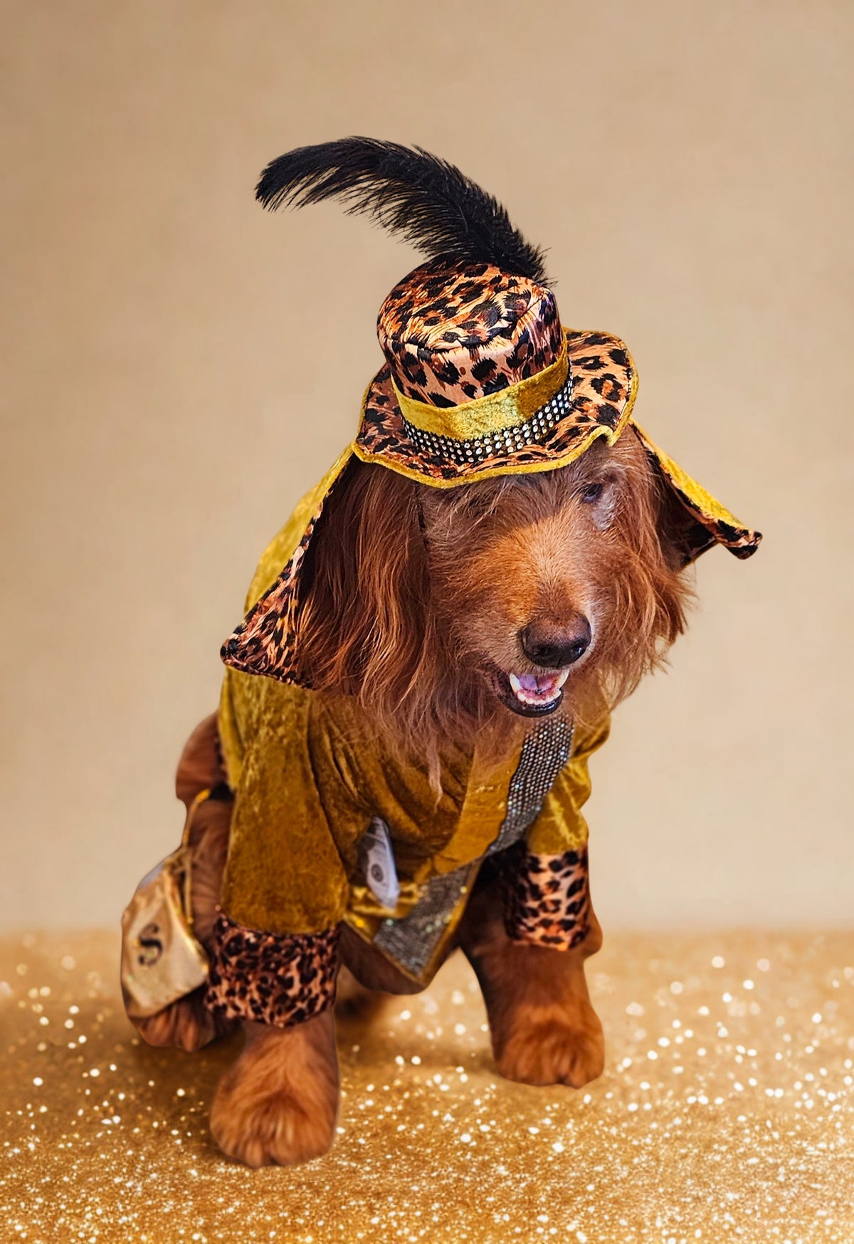 Pimp pet costume, pimp dog costume, gangster pet costume, gangster dog suit