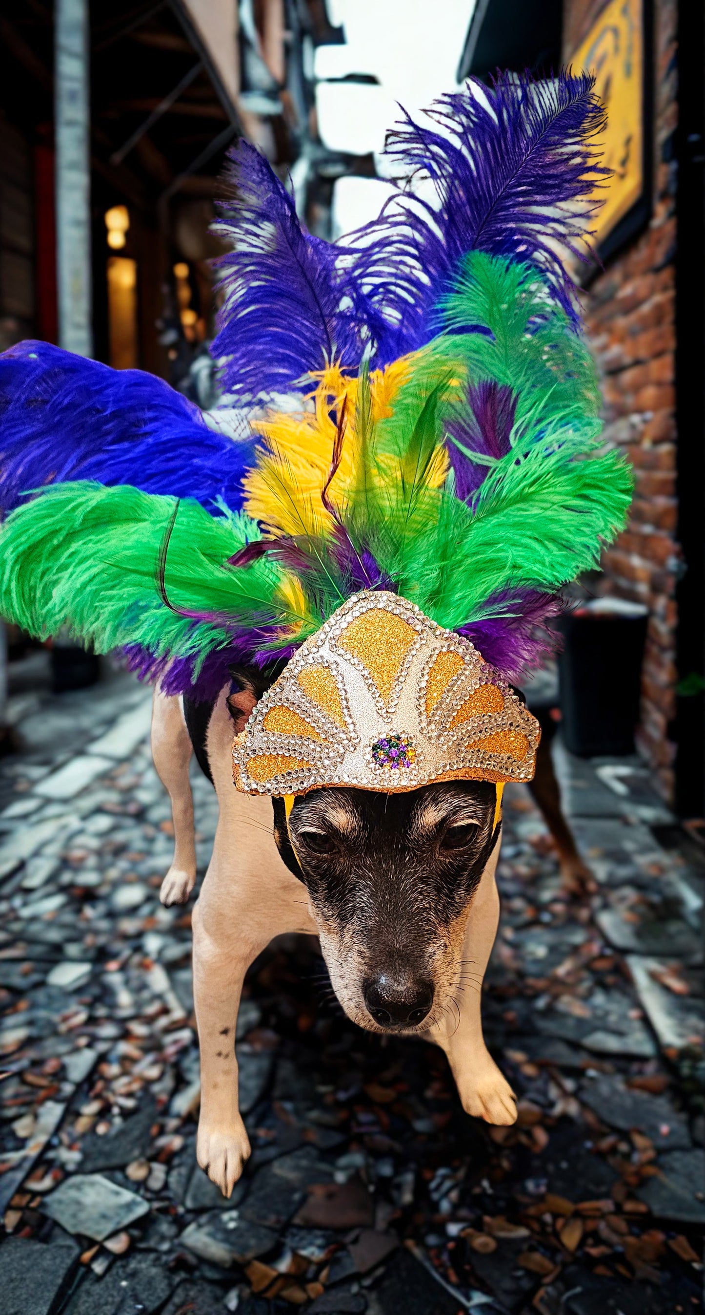 Mardi Gras pet feather showgirl headress, carnival feather pet headress