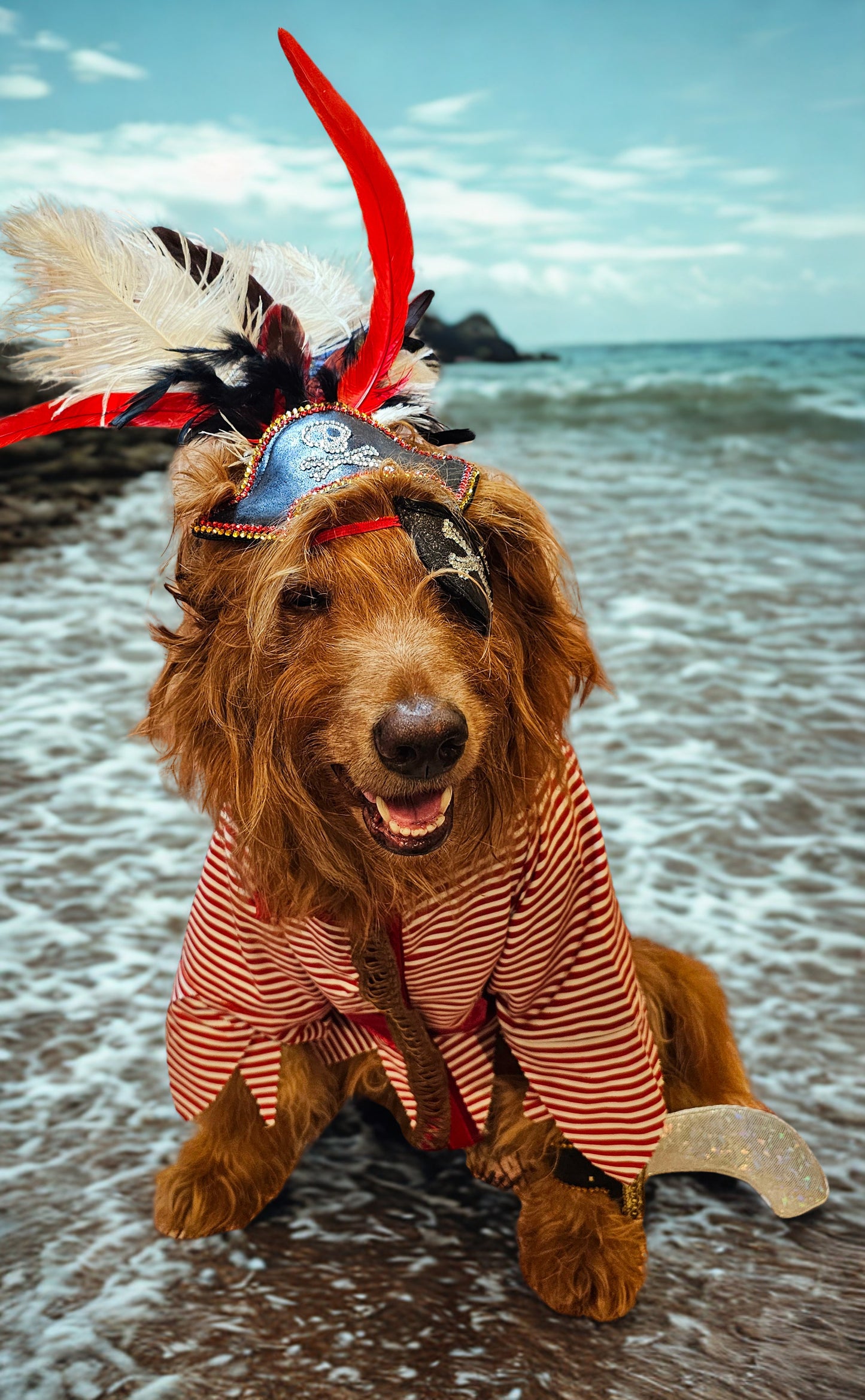 Pirate pet costume, Pirate dog Costume