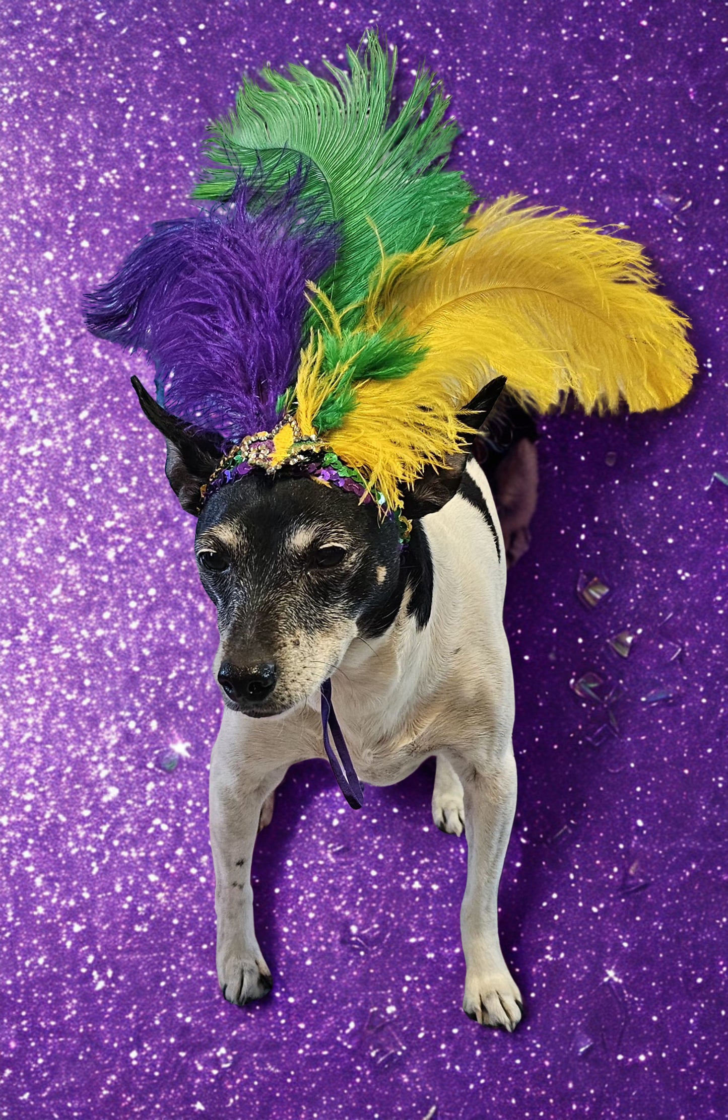 Mardi gras flapper pet headpiece, sequin feather dog headpiece