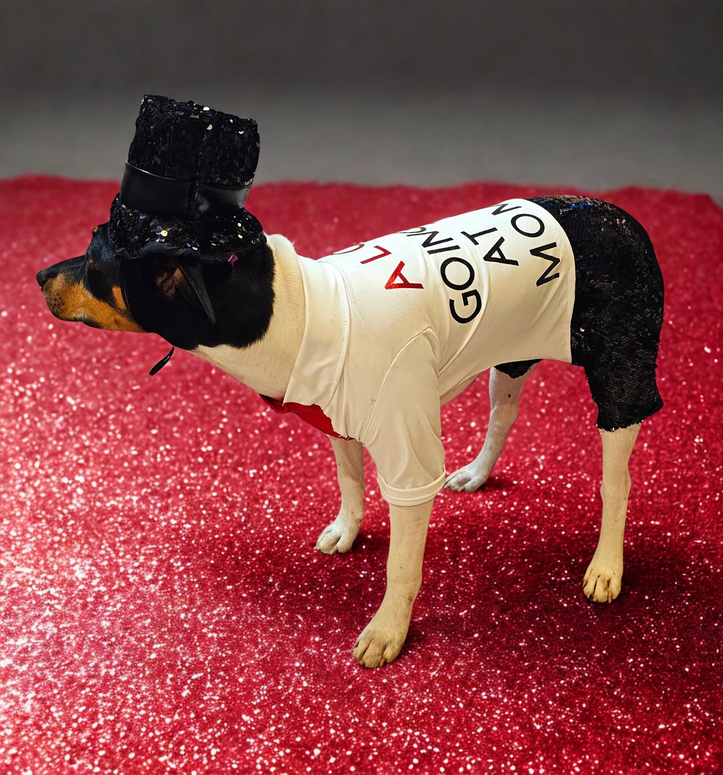 Red Era Pet Costume, red era dog costume, red era cat costume, Taylor Swift pet costume, Taylor Swift red era pet costume