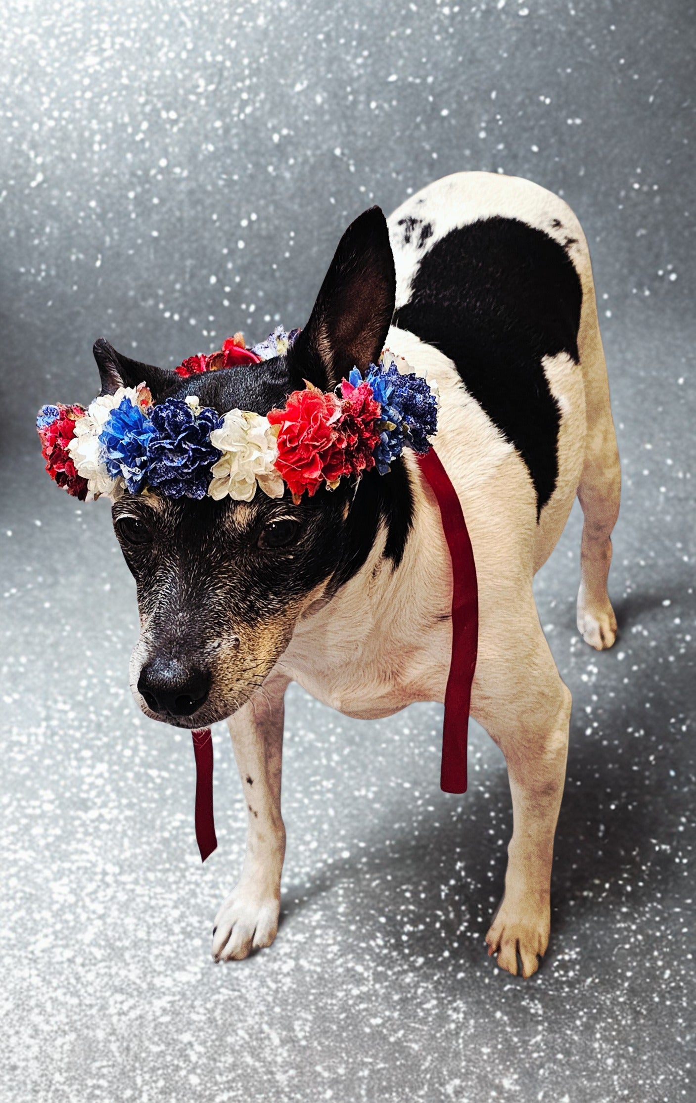 Flower crown for pets, pet flower chaplets, flower head wreath for pets, patriotic flower crown pets