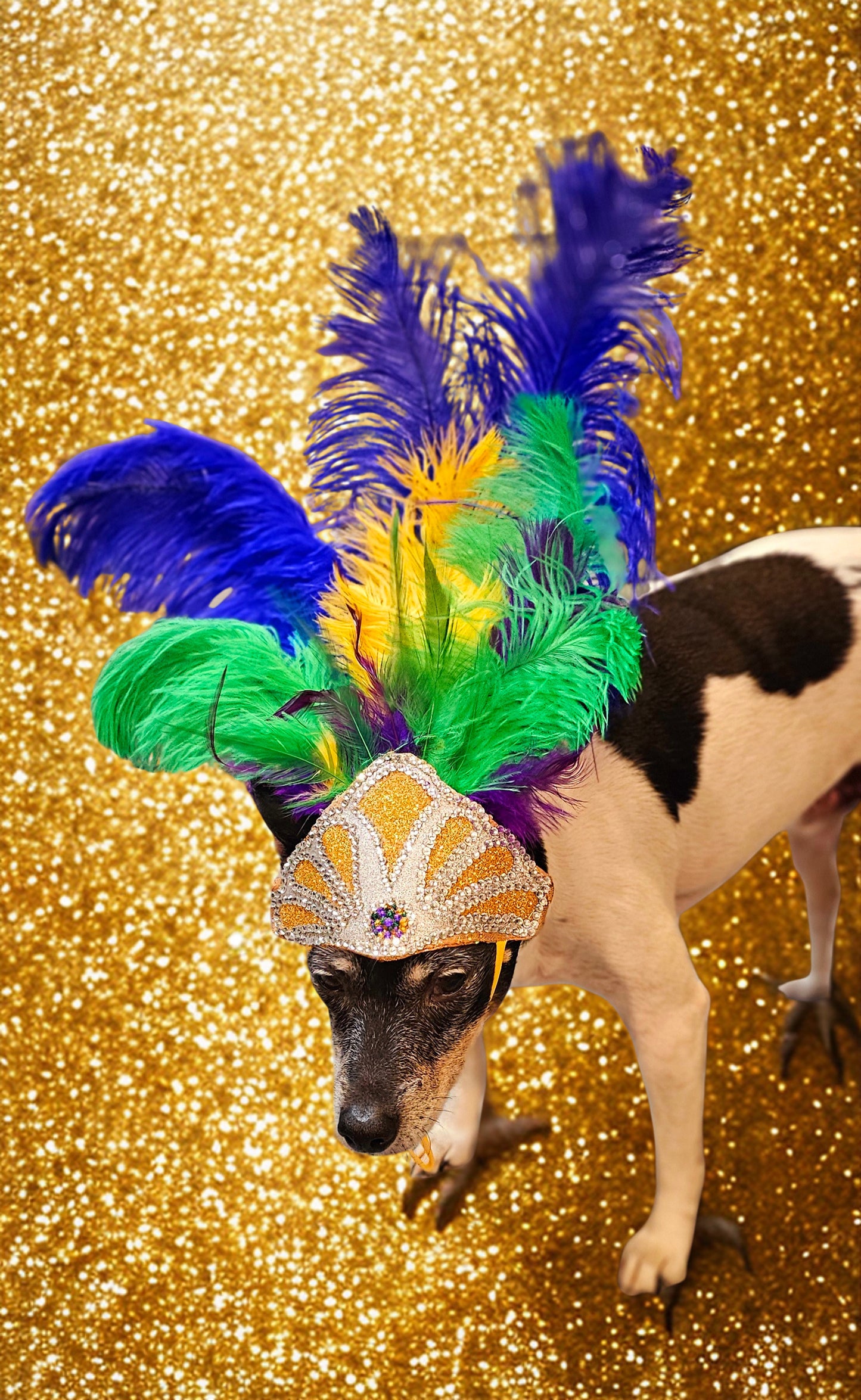Mardi Gras pet feather showgirl headress, carnival feather pet headress