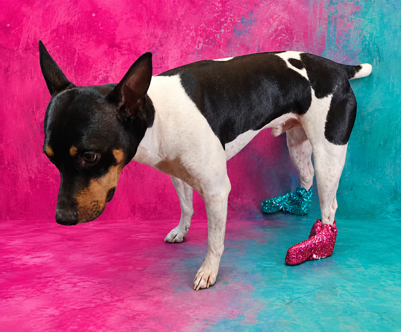 Glitter pet boots, dog boots, couture pet boots