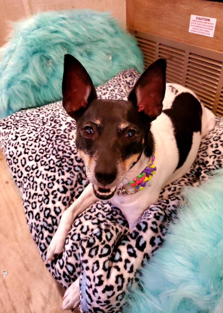 Headbord Pet bed, Headboard cat bed, Headboard dog bed. Faux fur, Leopard pet bed. Luxury Pet bed.