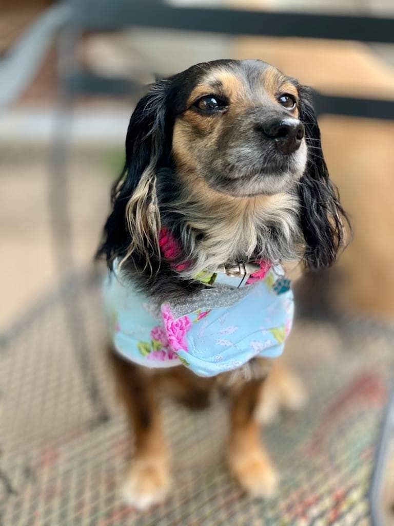 Flower Print Pet Harness, Flower Print Pet Jacket, Pet harness, pet Jacket, cat harness, cat Jacket, dog harness, dog jacket, glitter flower