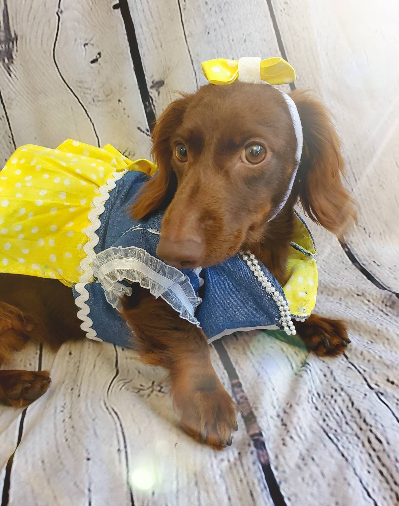 Blue Jean Pet dress, blue jean dog dress, blue jean cat dress, pet dress, pet dresses, dog dresses, cat dresses, polka Dot pet dress
