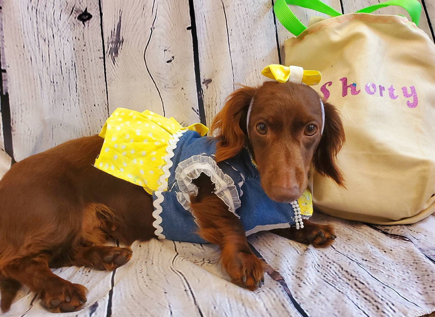 Blue Jean Pet dress, blue jean dog dress, blue jean cat dress, pet dress, pet dresses, dog dresses, cat dresses, polka Dot pet dress