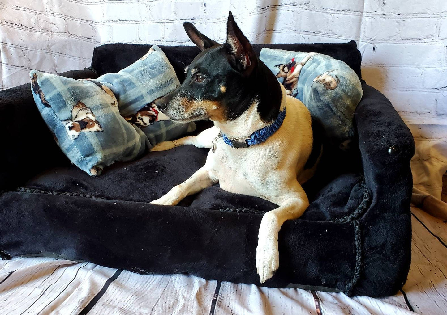Luxury Pet Couch, dog couch, cat couch, pet furniture, blue, red, black, pink, white, pet couch, dog bed, cat bed, pet bed, dog bed