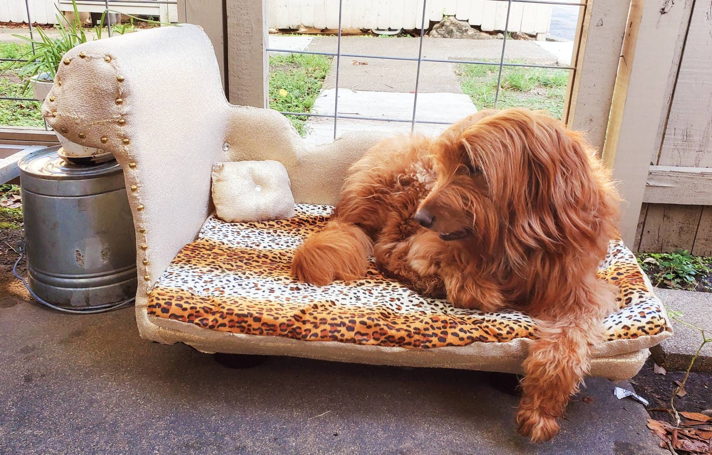 Pet Chaise Lounge, Rainbow Chaise Bed, Pet Chaise Bed, Dog Chaise, Cat Chaise Pet Furniture, Chaise furniture for pets