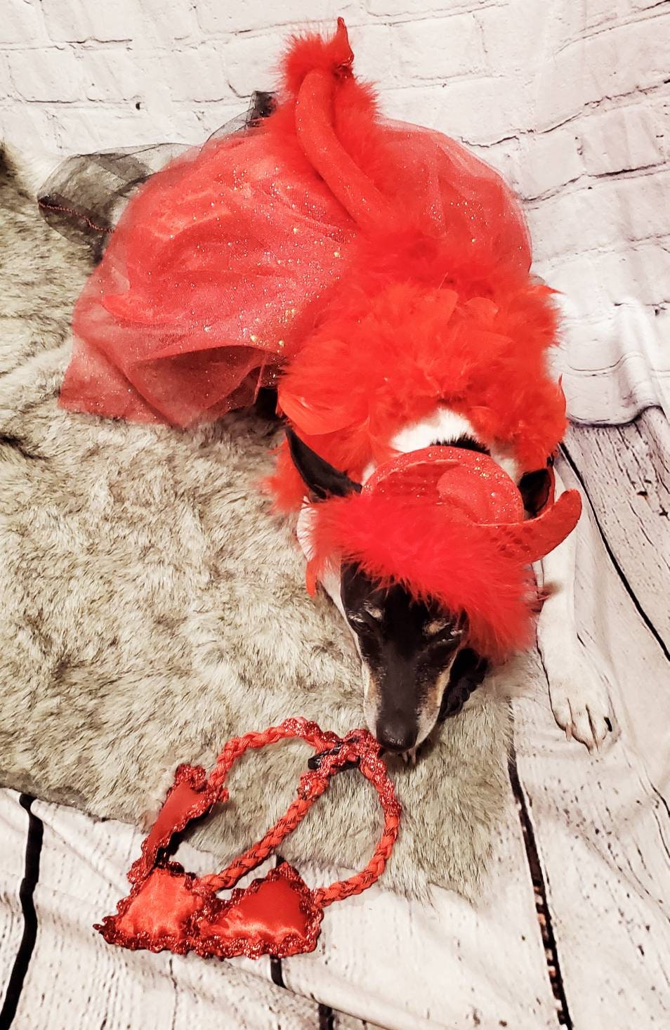 Devil femalePet Costume, Devil Pet Harness, Devil dog Costume, Devil Cat Costume, Halloween Devil Costume, Halloween Pet Costume, Diablo Pet