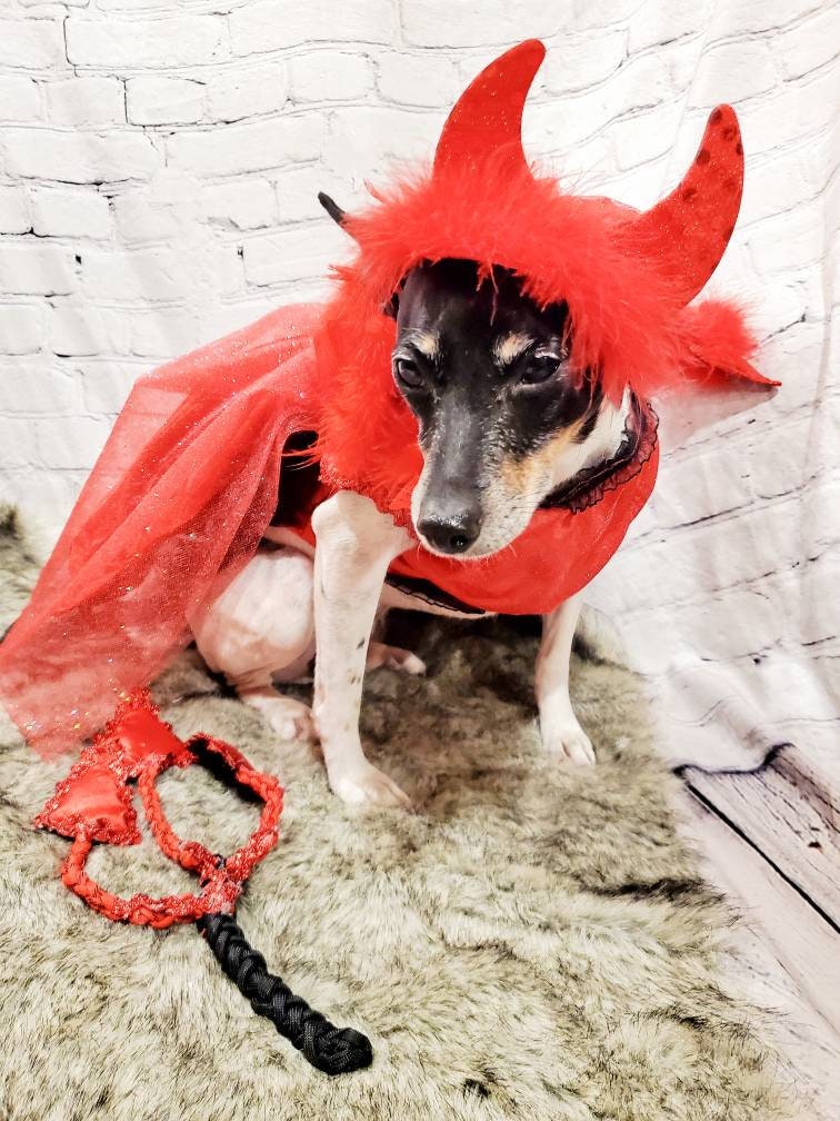 Devil femalePet Costume, Devil Pet Harness, Devil dog Costume, Devil Cat Costume, Halloween Devil Costume, Halloween Pet Costume, Diablo Pet