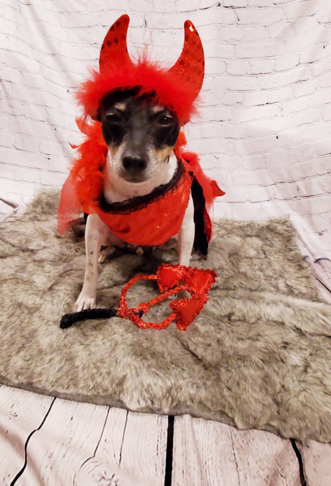 Devil femalePet Costume, Devil Pet Harness, Devil dog Costume, Devil Cat Costume, Halloween Devil Costume, Halloween Pet Costume, Diablo Pet