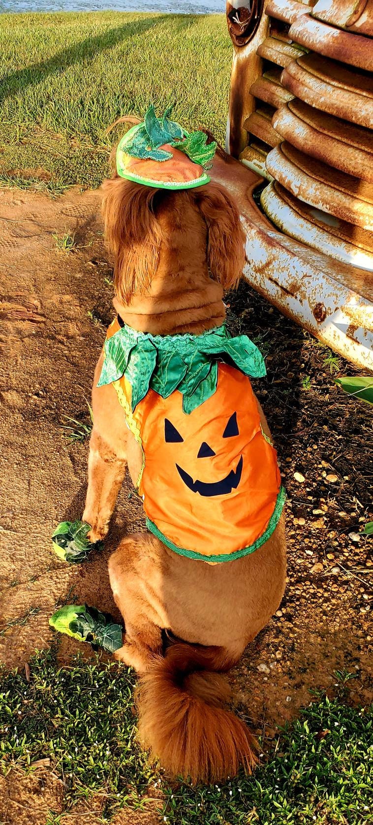 - Pumpkin Halloween Pet Costume, Pet Halloween Costumes, Girl Pumpkin Pet costume, boy Halloween Pet costume, Dog Pumpkin costume, cat costume