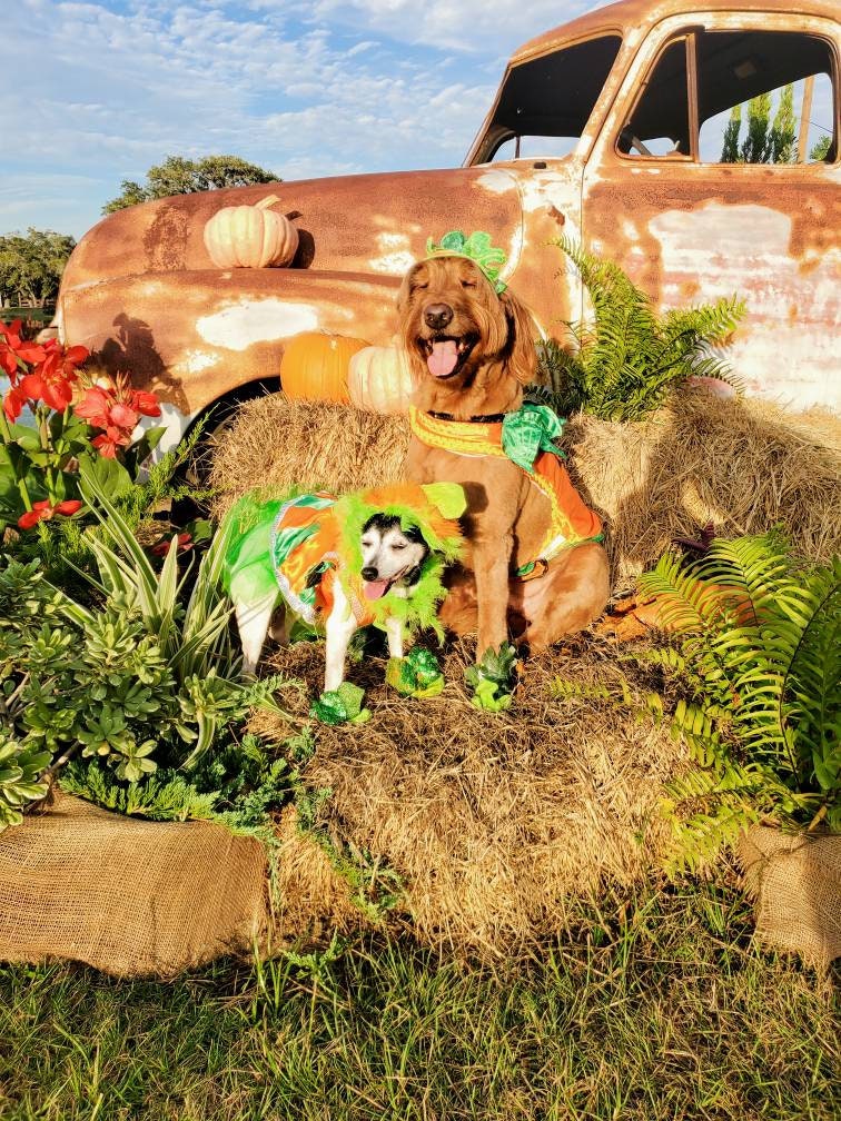 - Pumpkin Halloween Pet Costume, Pet Halloween Costumes, Girl Pumpkin Pet costume, boy Halloween Pet costume, Dog Pumpkin costume, cat costume