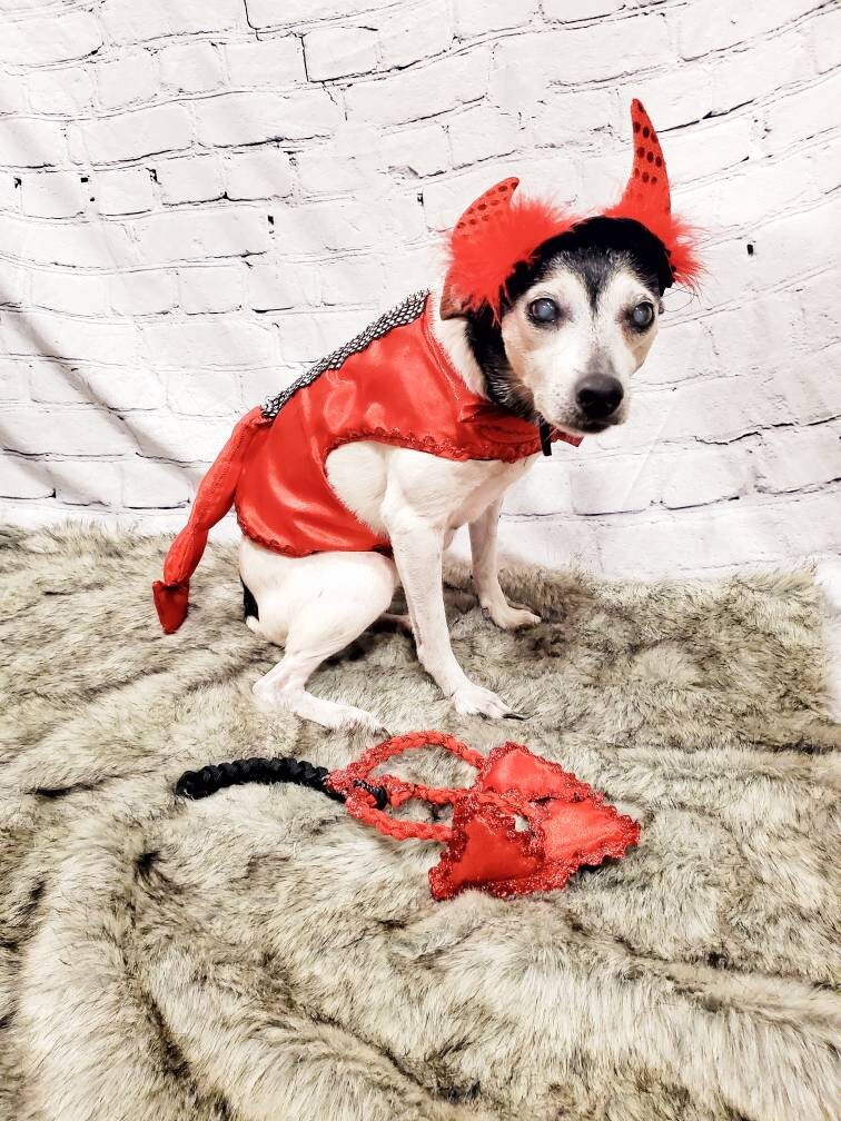 Devil male Pet Costume, Devil Pet Harness, Devil dog Costume, Devil Cat Costume, Halloween Devil Costume, Halloween Pet Costume, Diablo Pet