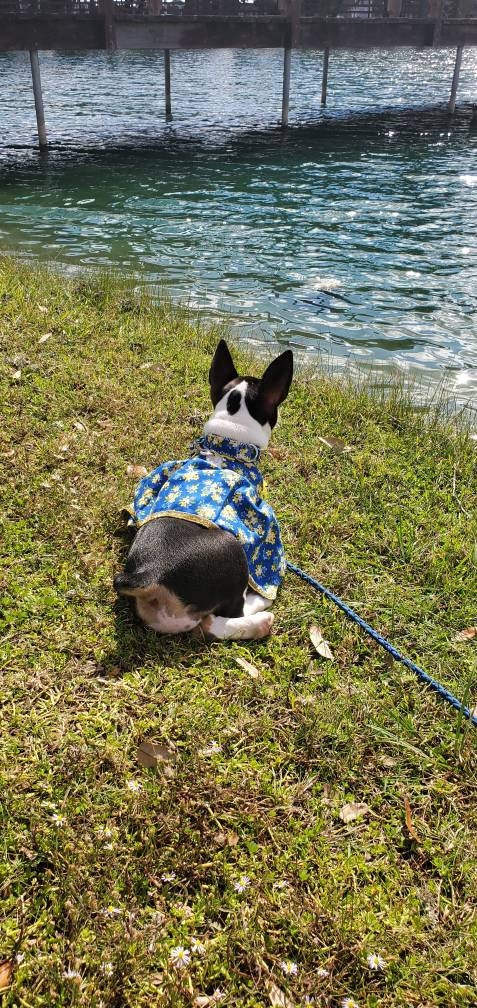 Pet fancy dress with d ring, harness dress, harness with a long skirt, cat, dog, pet dress harness, flower pet harness dress