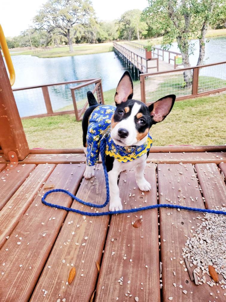 Pet fancy dress with d ring, harness dress, harness with a long skirt, cat, dog, pet dress harness, flower pet harness dress