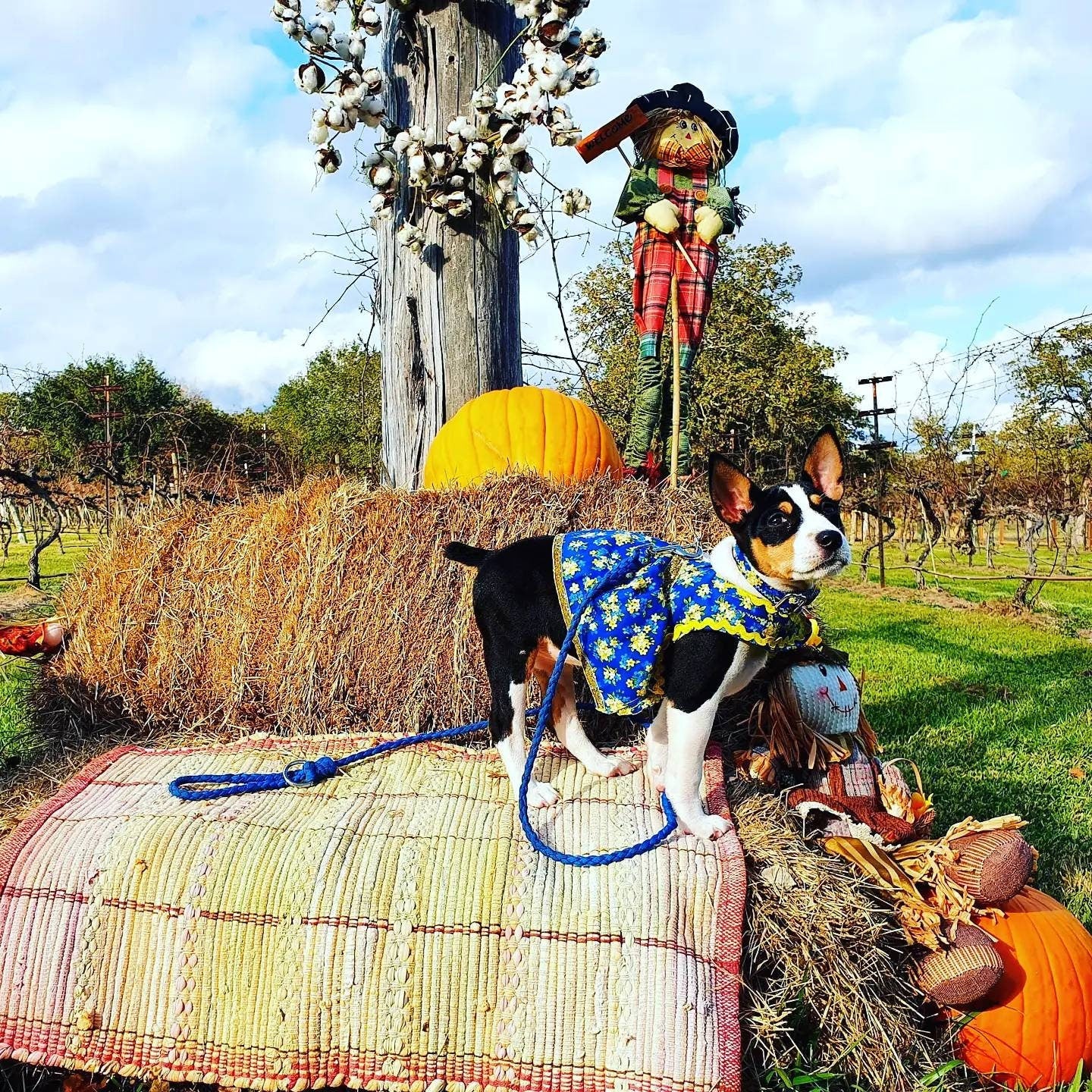 Pet fancy dress with d ring, harness dress, harness with a long skirt, cat, dog, pet dress harness, flower pet harness dress