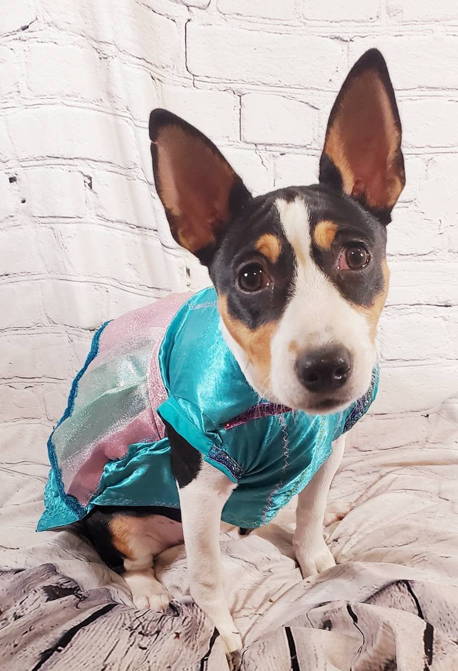 Teal satin rainbow pet dress, aqua rainbow dog dress, Irradescent rainbow dress, glitter Pet dress, Cat dress, Dog dress, special occasion